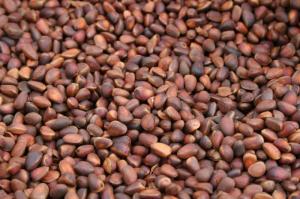 Wholesale bag: Cedar Nuts Inshell / Pine Nuts Inshell