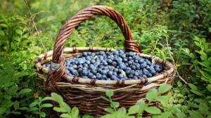 Wholesale resources: Forest Resources, Wild Medicinal Plants: Bogbean, Ledum, Filipendula, Inonotus Obliquus, Blueberries