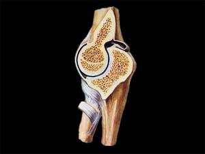 Wholesale Other Medical Equipment: Section of Elbow Joint Plastinates of the Human Body