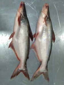Wholesale seafood: Pangasius Whole Gutted