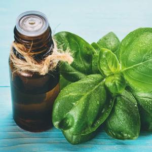 Wholesale flavor&fragrance: Basil Essential Oil