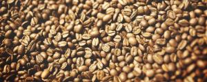 Wholesale wide format: Robusta Coffee Beans