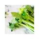 Celery for Sale