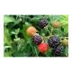 High-quality Wild Berries for Sale Great for Jam