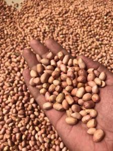 Wholesale Nuts & Kernels: Peanuts