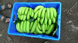 Wholesale Fruit: Green Cavendish Banana Best Quality New Harvest No Black Pots