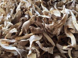 Wholesale export: Dried Oyster Mushroom High Quality for Cooking Sell in Bulk Best Standard for Export