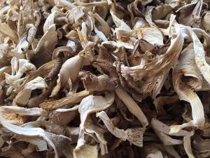 Wholesale dried mushroom: Dried Oyster Mushroom High Quality for Cooking Sell in Bulk Best Standard for Export