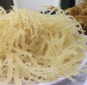 Wholesale Fish & Seafood: Wholesales Wild Craft Sea Moss in Bulk Order Quantity