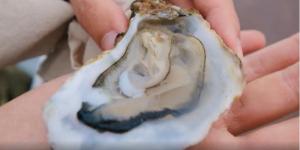 Wholesale bag in box juice: Plump Oysters