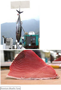Wholesale tuna: Tuna