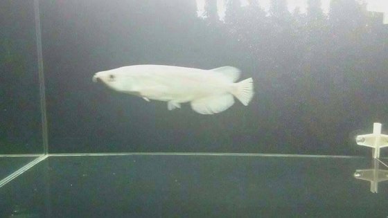 platinum jardini arowana for sale