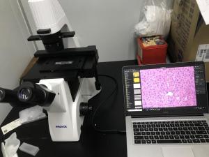 Wholesale 60mm cell culture dish: Inverted Biological Microscope with Phase Contrast MI52-N