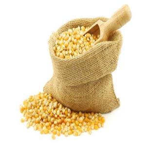 Wholesale yellow corn: Maize , Corn