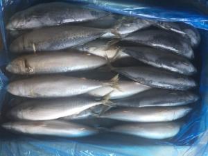 Wholesale scomber japonicus fish: Pacific Mackerel