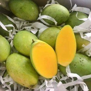 Wholesale ta: Fresh Keo Mango From Vietnam- Sweet Fruit, Cheapest Price, Best Quality (HuuNghi Fruit)