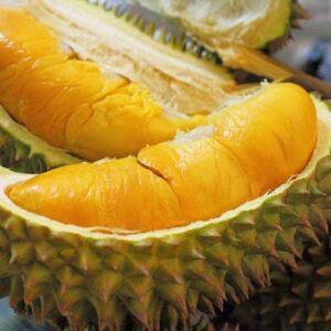 Wholesale origin thailand: Fresh Musang King Durian From Vietnam-  Cheapest Price, Best Quality (HuuNghi Fruit)