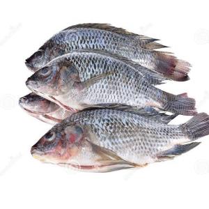 Wholesale china market: IWP 40LB Package IQF Frozen Fresh IWP Gutted & Scadled Tilapia Fish Supplied