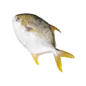 Wholesale top quality: Top Sale Price of Best Quality IQF IWP Frozen Golden Pompano Pomfret Whole Fish