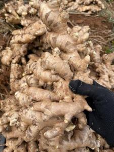 Wholesale fresh ginger: Fresh Ginger