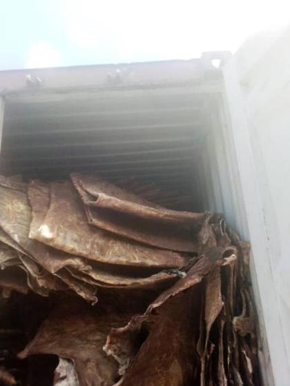 Raw Wet Salted and Dried Cow Leather / Hides / Skins Available in Large Quantity.