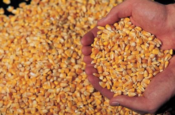 Sell Yellow Corn/maize grain animal feed
