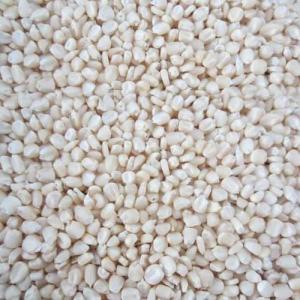 Wholesale 13kg: Zambian A Grade GMO Free White Maize / WHITE MAIZE/CORN