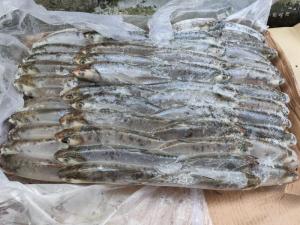Wholesale packing box/package: Frozen MilkFish for Tuna Bait  (Chanos Chanos)
