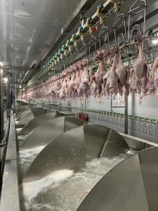 Wholesale i: Halal Full Set of  Chicken Slaughter Equipment Line