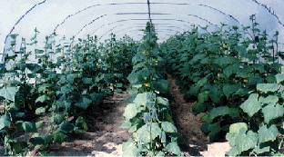 Sell Greenhouse Film