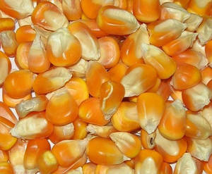 Wholesale maieze: Yellow Corn Wholesale maieze: Yellow Corn