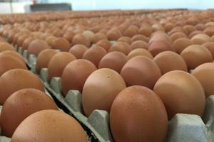 Wholesale chicken paw: White and Brown Chicken Table Eggs in Trays and Cartons