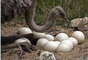 Ostrich Eggs at Rs 220/pair, शुतुरमुर्ग का अंडा in Mumbai