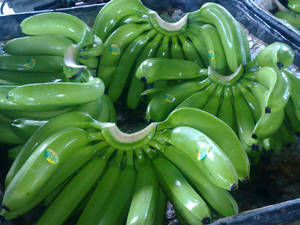 Wholesale packing paper: Green Cavendish Banana