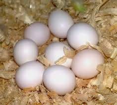 Wholesale baby: Parrot Fertile Hatching Healthy Eggs
