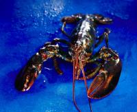 Sell Maine Lobster