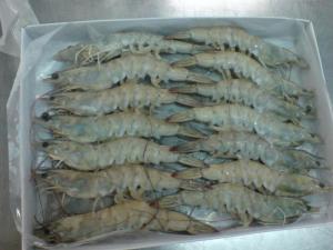 Wholesale pack: Vannamei Shrimp