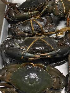 Wholesale Fish & Seafood: Mud Crabs
