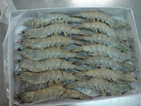 Vannamei Shrimp(id:11667087). Buy Australia Vannamei Shrimp, Live ...