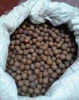 Sell   Macadamia Nuts