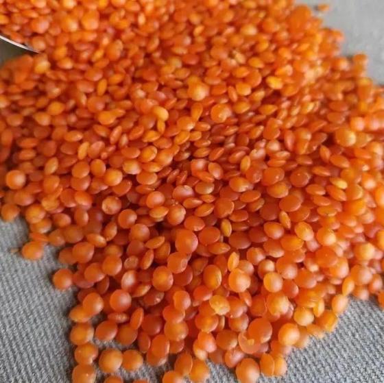 Sell RED LENTILS