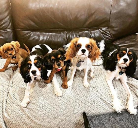 Adorable & Healthy Cavalier King Charles Spaniel Puppies for Sale(id ...