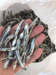 Wholesale Other Fish & Seafood: Dried Anchovy/Sparts/Fish_ +84942680726 WA