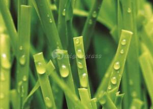 Wholesale lawn game: Synthetic Grass for Tennis, MT-Peace