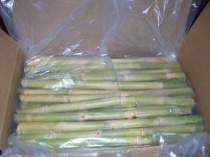 Wholesale fresh sugarcane rods suppliers: fresh Sugarcane Egypt,Frozen Sugarcane Sticks,Fresh Sugarcane Sticks for Juice Egypt,Frozen Sugarca