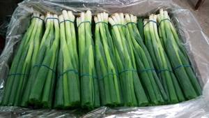 Wholesale springs: Fresh Spring Onion Suppliers