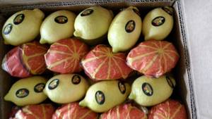 Wholesale lemon lime: Fresh Lemon Adalia Suppliers