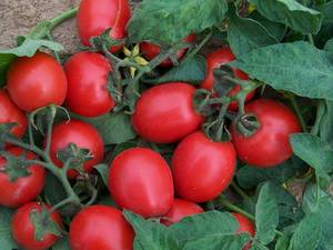Wholesale cherry tomato: Fresh Tomato Suppliers
