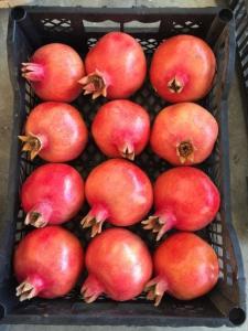 Wholesale Cooling: Fresh Pomegranate Egypt ,Fresh Pomegranate Suppliers, Pomegranate Farms,Pomegranate Export Egypt