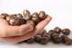 Natural and Viable Rubber Seeds / Farmer-approved / Affordable Value